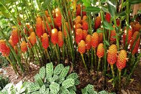 Beehive Ginger Ginger Plant Beehive Ginger Tropical Garden