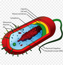 Check spelling or type a new query. Bacteria Cell Structure Prokaryotic Cell Diagram Png Image With Transparent Background Toppng