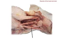 Muscles Of The Fetal Pig Musculoskeletal System Flashcards Quizlet