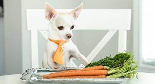 Unique diy projects · delicious family recipes Food Facts Can Dogs Eat Carrots Proud Dog Mom