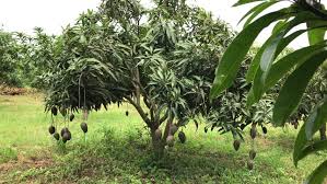 Mango trees are a tropical tree and do not like cold weather. Mango Tree Field And Fruits Stock Footage Video 100 Royalty Free 1013907821 Shutterstock