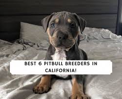 In some parts of the world, the american bulldog and dogo argentino are also classified as a pitbull, despite major. 6 Best Pitbull Breeders In California Top Picks 2021 We Love Doodles