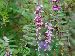 Image result for Indigofera glaucifolia