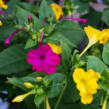 Four o'clock plants (mirabilis jalapa) are bushy flowering perennials. Four O Clocks Tall Mix Seeds The Seed Collection