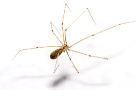 Entering through open, poorly screened windows and doors, and through cracks and gaps around door, window frames, and floor boards. Creepy Spiders Are Your Friends Lake County Record Bee