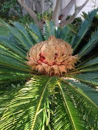 A sago palm has a rugged trunk topped with stiff, arching fronds that grow in a circular pattern. Sago Palm Female Agac