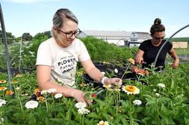 Maybe you would like to learn more about one of these? Holland Flower Farm Opens In Sioux Center Sioux Center News Nwestiowa Com