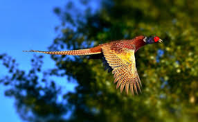 Le Faisan Poule Sauvage Au Superbe Plumage