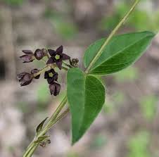 Image result for Vincetoxicum cernuum