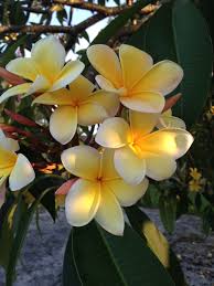 An Indiana Florida Spring Florida Springs Frangipani Plumeria