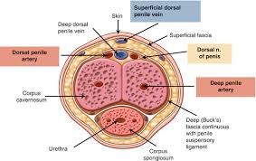 ^ a b campbell, meredith fairfax; Penile Blocks Springerlink