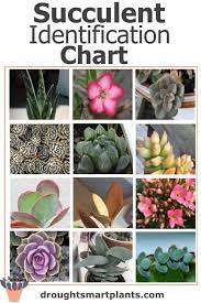 We did not find results for: Succulent Identification Chart Find Your Unknown Plant Here