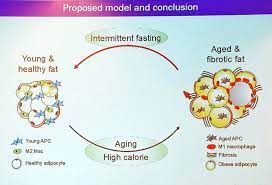 Kidneywk 2019 Intermittent Fasting And Kidney Disease Ajkd Blog