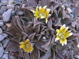 Image result for Nananthus aloides
