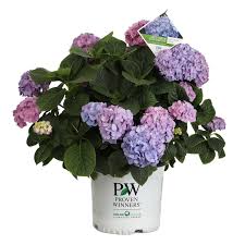Be inspired with our gardener's idea book and winner's circle® newsletter. Proven Winners Lets Dance Blue Jangles Reblooming Hydrangea Live Shrub Walmart Com Walmart Com