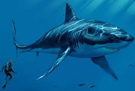 Megalodon, member of an extinct species of megatooth shark (otodontidae) considered to be the largest shark, and the largest fish, that ever lived. Meet The Megalodon Gigantic Sharks That Once Swam The Oceans 30a