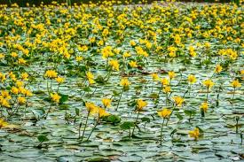 Image result for Nymphoides milnei