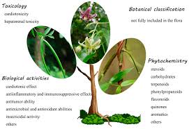 Image result for Periploca