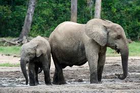 Referat elefant bilderzum ausmalen / malvorlage elefant | elephant coloring page, coloring. Waldelefant
