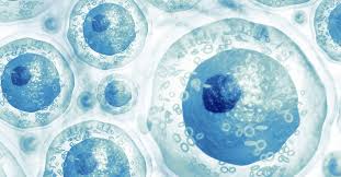 So, what is stem cell therapy? Stem Cells Sources Types And Uses