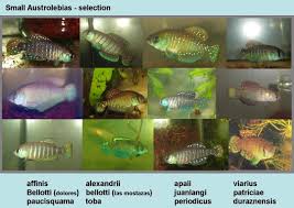 Image result for Austrosynotis