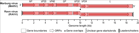 No antiviral medications have proved effective in treating infection with either ebola virus or marburg virus. Genus Marburgvirus Filoviridae Negative Sense Rna Viruses Ictv