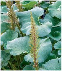 Image result for Gunnera perpensa