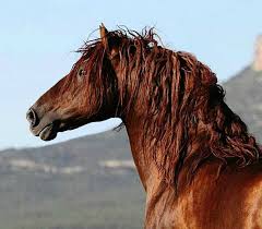 pura raza espanola stallion ebro photo edyta trojanska koch horses horse breeds beautiful horses