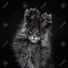 Eurocoons maine coon cattery owner, olga, with our first male kitten, charles. Head Shot Of Impressive Blue Silver Maine Coon Cat Kitten Looking Stock Photo Picture And Royalty Free Image Image 115690213