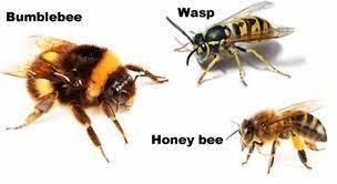 Pin On Bee Files