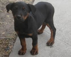 We did not find results for: Rotterman Doberman Rottweiler Mix Info Puppies And Pictures