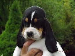 Image result for švycký honič