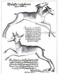 For animal (and human, too) drawing, they're as important as vanishing points in architectural drawing! Animal Deer And Related Scientific Illustration Vintage Illustration Animals