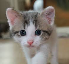 Sirius 1 Month Old Kedi