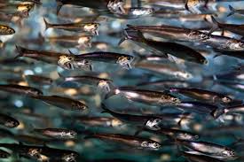 Check spelling or type a new query. Gluten Free Fried Fish Tacos With Chipotle Baja Cream Snixy Kitchen