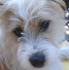 Today at animalwised, we bring you everything you need to know about the jack russell terrier. Jack Russell Terrier Pictures From Our Readers