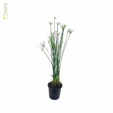 Image result for Cyperus haspan