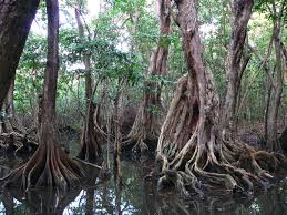 Image result for Pterocarpus