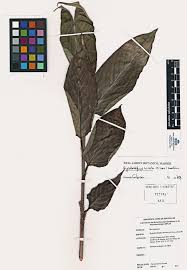 Image result for Hypselodelphys scandens