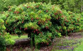 We did not find results for: Lychee Litchi Chinensis