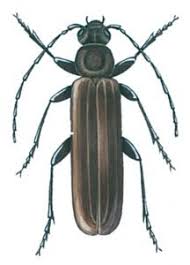 Typisch ist ein kreisrunder weißer fleck auf den vorderflügeln. Halsgrubenbock Pestium De
