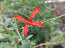 Image result for Anisacanthus