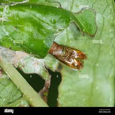 Image result for Pterygota