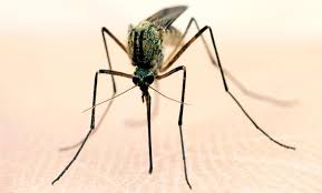 Maybe you would like to learn more about one of these? Backyard Bug Patrol From 75 Washington Dc Groupon