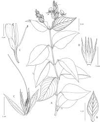 Image result for Hypoestes cancellata