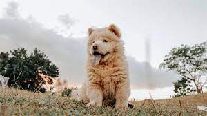 Shiba Inu Chow Chow Mix - Cross Breed That You Will Love