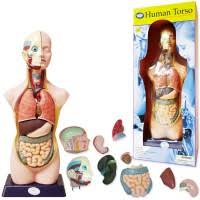 In the human body, the arms and the legs are commonly called the upper limbs and lower limbs respectively, to include part of the shoulder and hip girdles. Human Body Torso Anatomy Large Model 20 Inches Educational Toys Planet