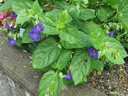 Image result for Thunbergia battiscombei