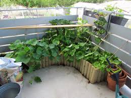 Les courgettes peuvent être cultivées en pots à condition d'utiliser des. Culture De Courges Sur Balcon 1 Forum Cheval