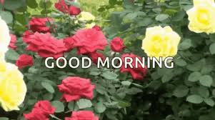 Happy saturday images, pictures, photos, gifs health does not come frommedicine. Good Morning Flowers Gif Good Morning Flowers Greetings Discover Share Gifs